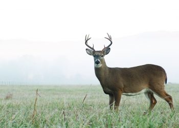 A whitetail buck stands at alert in an open meadow on a foggy morning in Tennessee