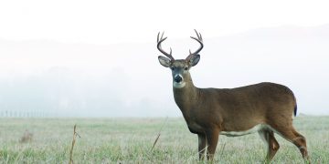 A whitetail buck stands at alert in an open meadow on a foggy morning in Tennessee